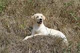 LABRADOR 113